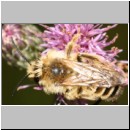 Dasypoda hirtipes - Hosenbiene m43b.jpg